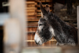 Fotograf, Photograph, Industrie, Industriefotografie, Portrait, Portraitfotografie, Businessportrait, Beautyfotografie, Businessfotografie, Hotelfotografie, Werbefotografie, Fotografie, Reportagefotografie, Landeck, Tirol, 