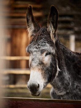 Fotograf, Photograph, Industrie, Industriefotografie, Portrait, Portraitfotografie, Businessportrait, Beautyfotografie, Businessfotografie, Hotelfotografie, Werbefotografie, Fotografie, Reportagefotografie, Landeck, Tirol, 